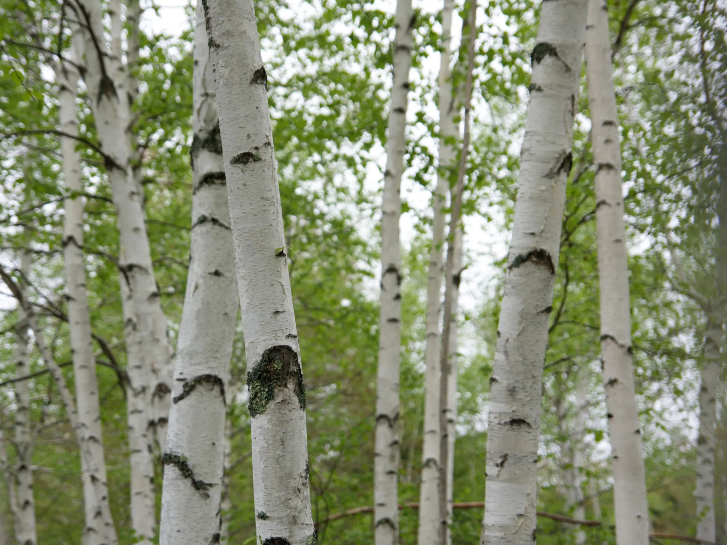 White birch trunks in a grove of fresh green spring leaves