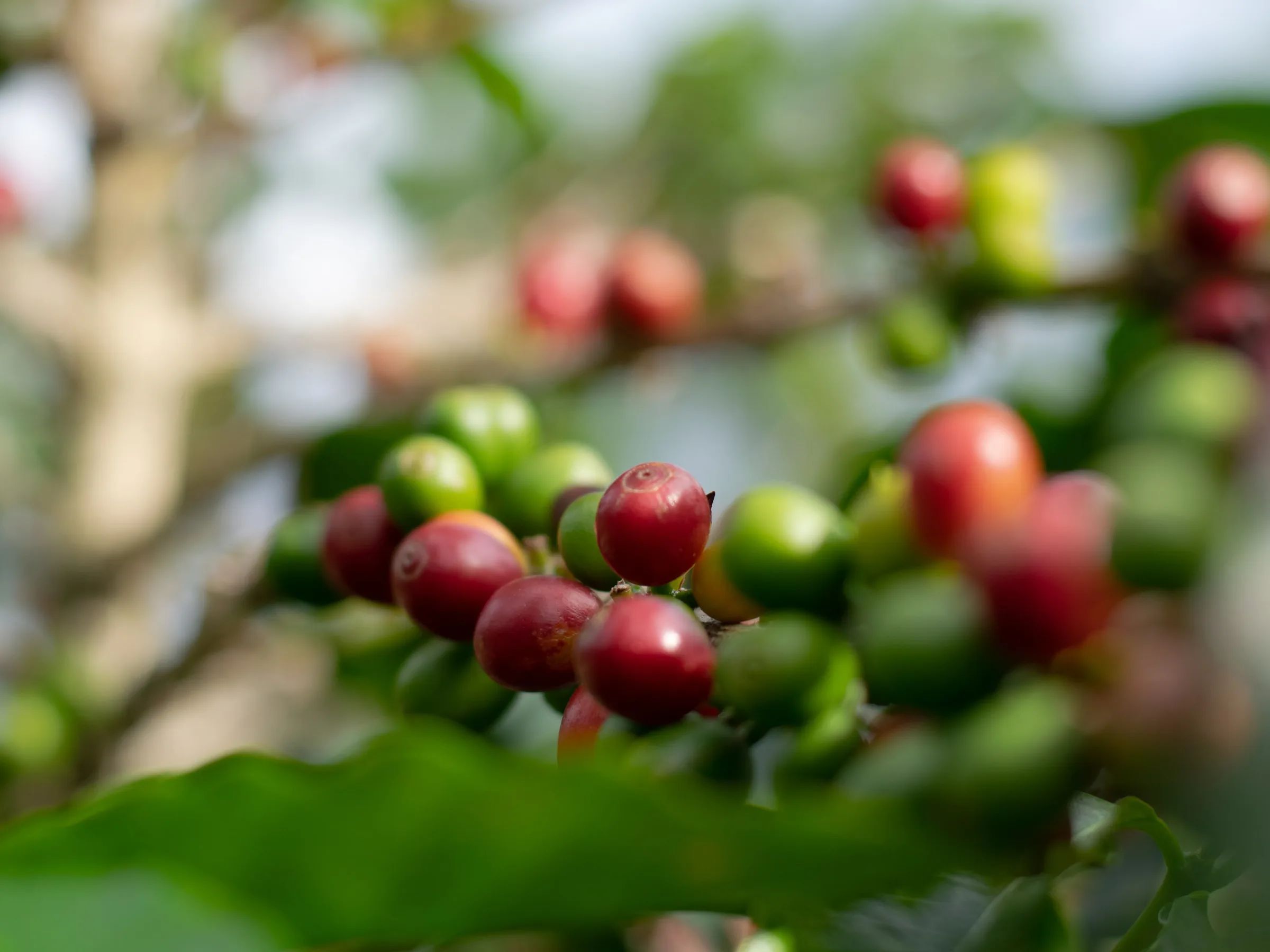 Ripe red and unripe green coffee cherries clustered along a branch