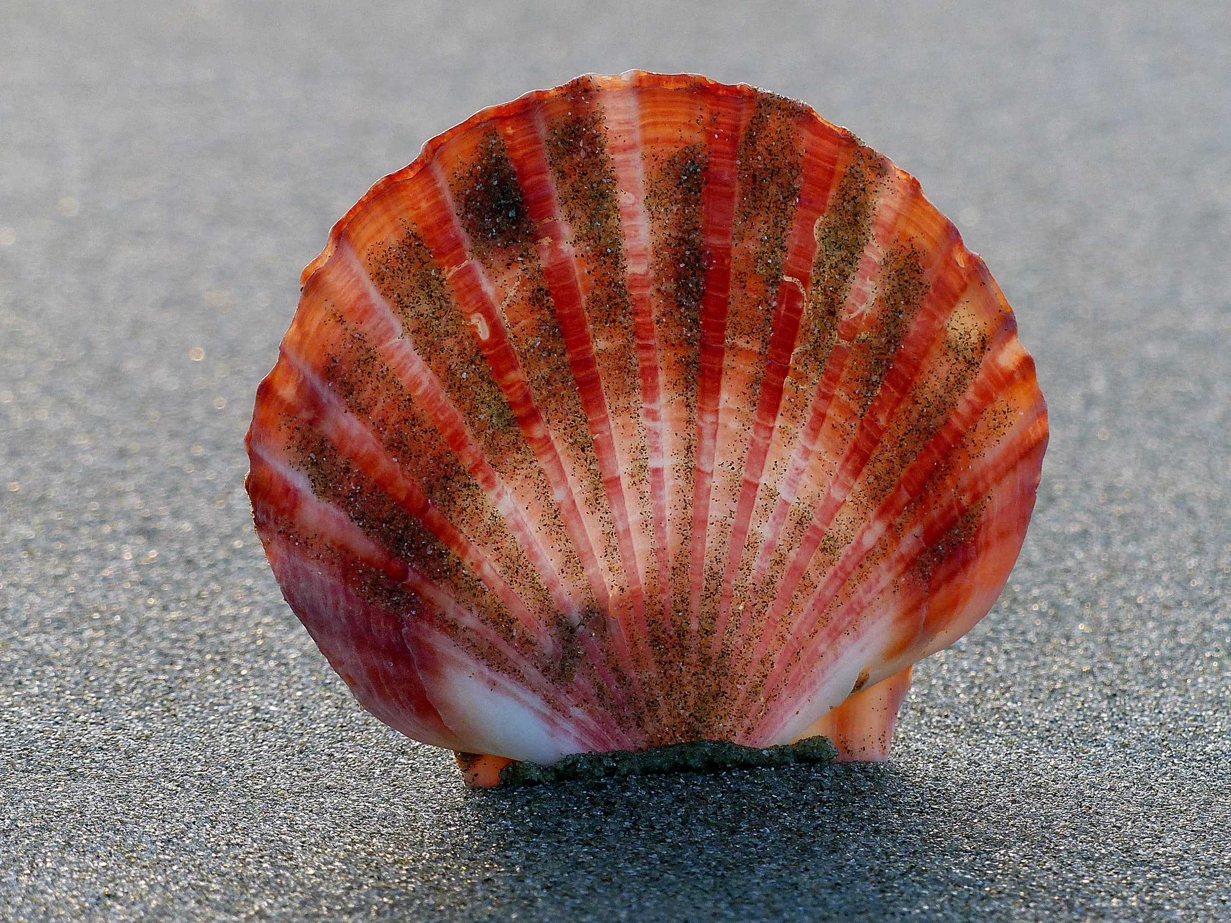 A red-and-white ribbed scallop shell standing upright on wet sand