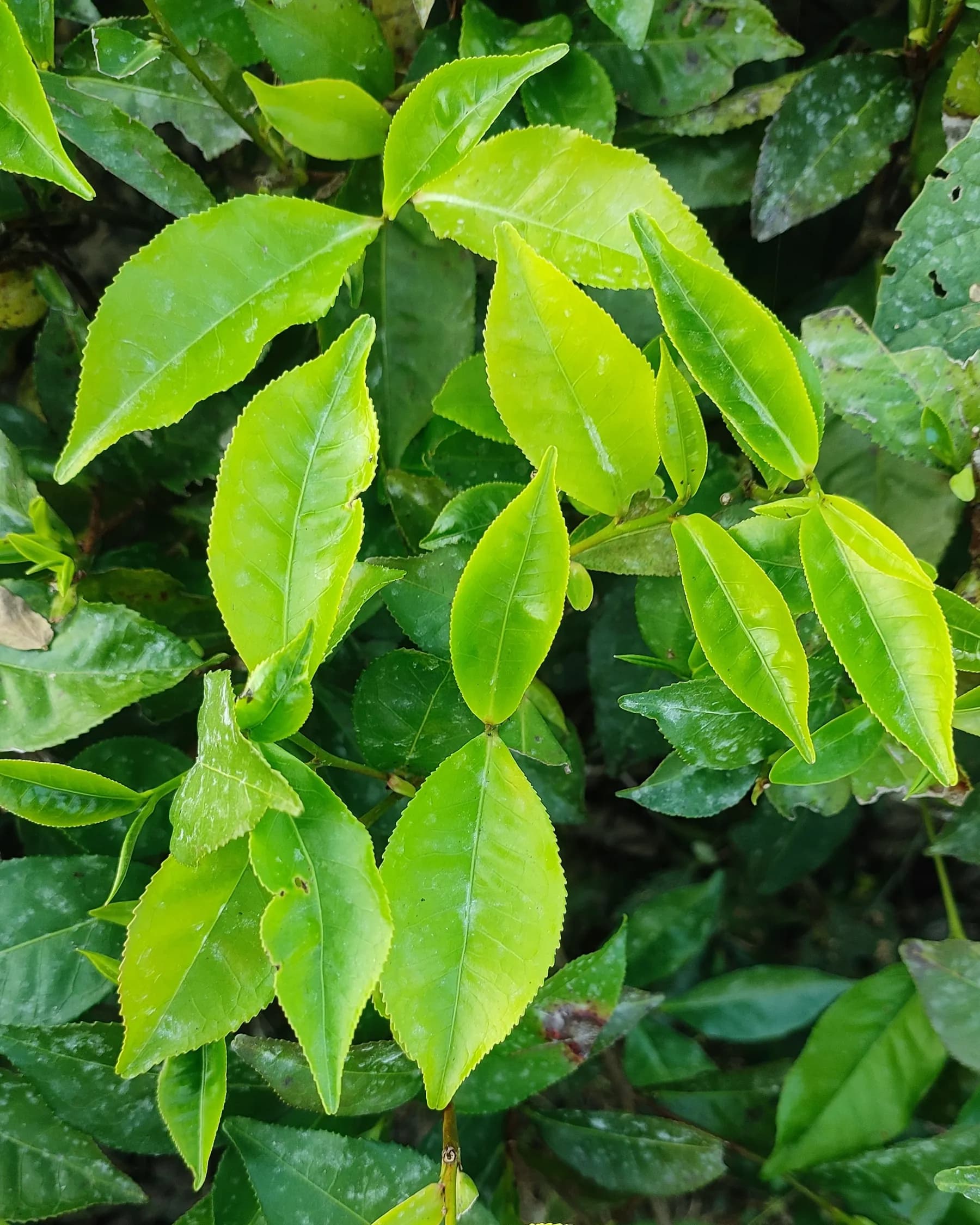 Bright young tea leaves at the tips of a tea bush, seen from above