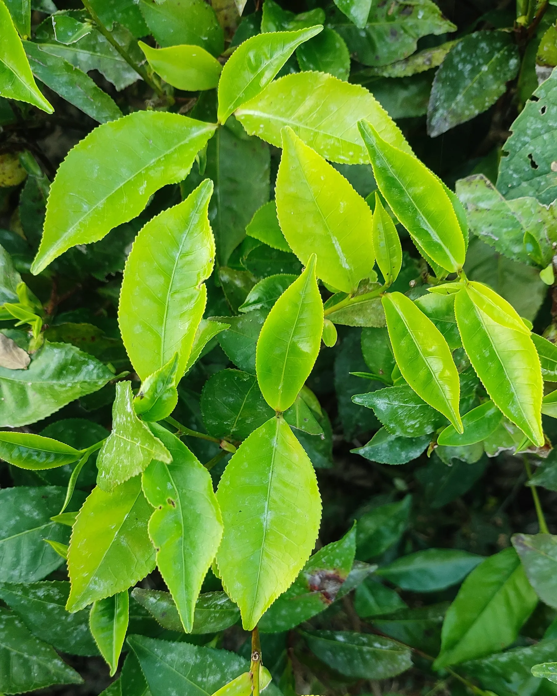 Bright young tea leaves at the tips of a tea bush, seen from above