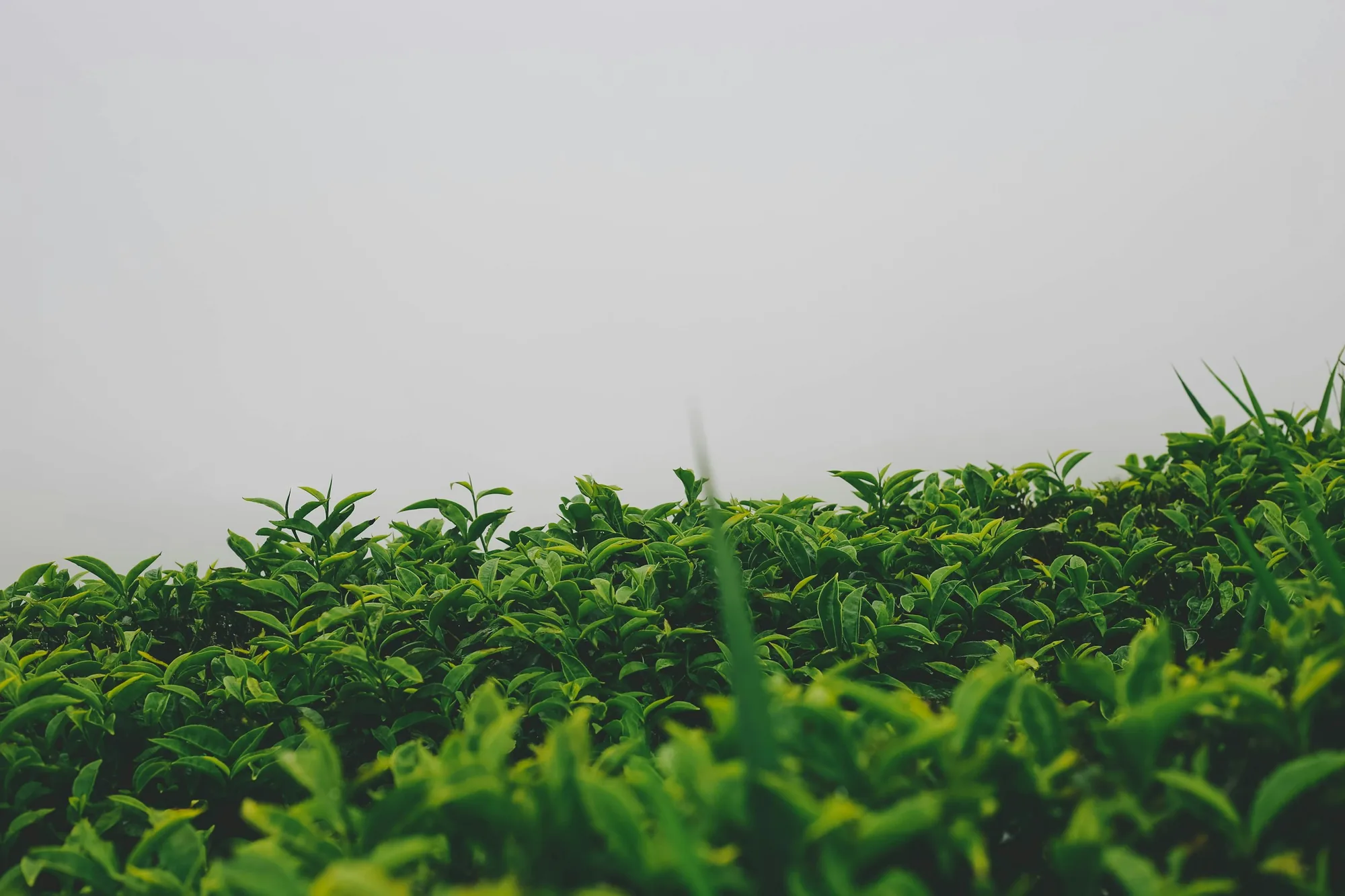 Fresh green tea bushes rising along a hillside into soft white mist