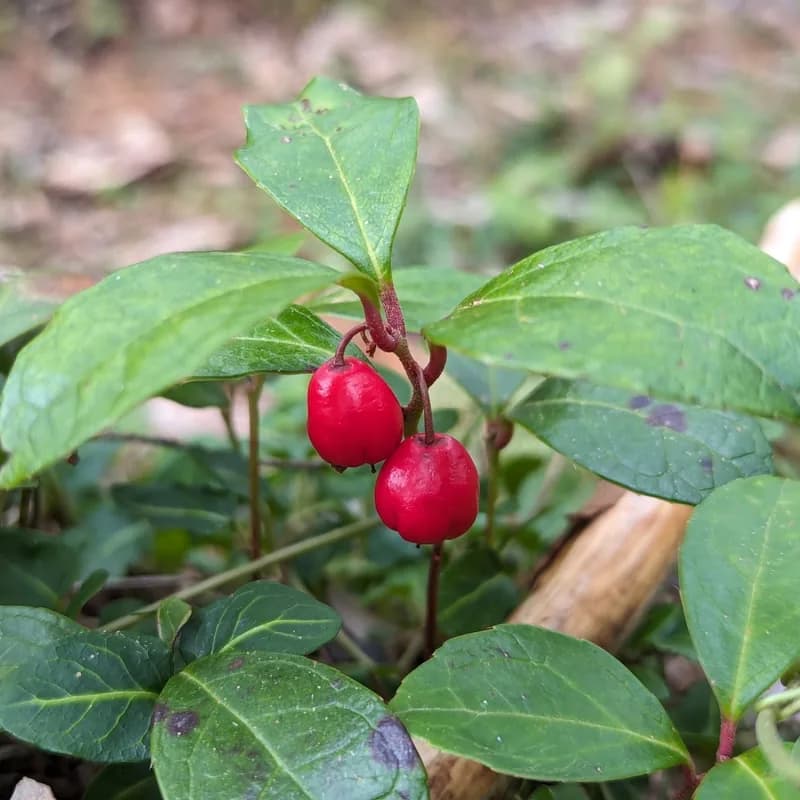 Wintergreen plant with glossy green leaves and two bright red berries